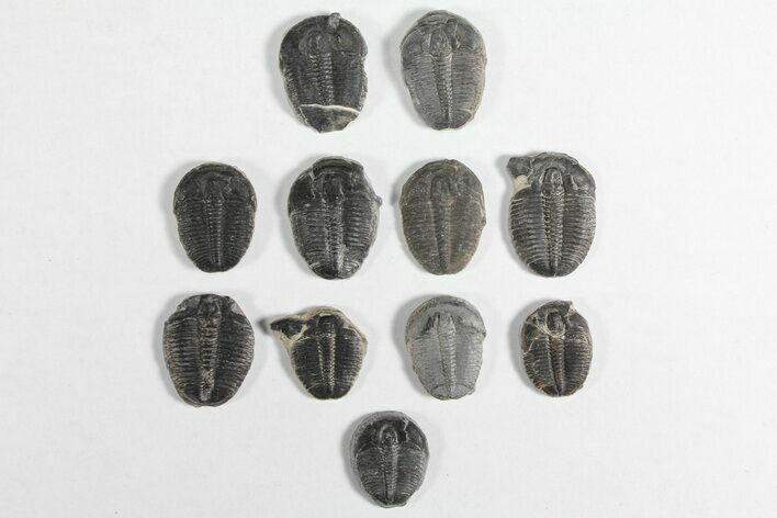 Lot: / Elrathia Trilobites - Pieces #92033